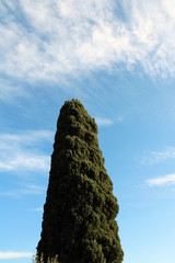 Punta di albero Cipresso Cupressus con cielo