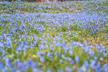 Fototapeta premium Blue spring flowers (scilla) blooming in a meadow. Selective focuse