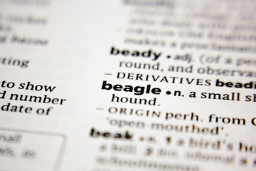 Fototapeta premium Word or phrase beagle in a dictionary.