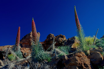 Echium wilpretii also known as bugloss numerous plants growing at Teide National Park. Every year from May to July a bloom of this species massively occurs
