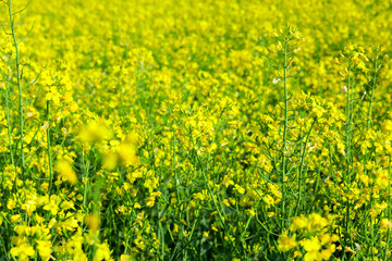 Obraz premium Field with rape, summer