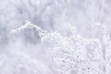 Snow on the tree branches. Winter View of trees covered with snow. The severity of the branches under the snow.