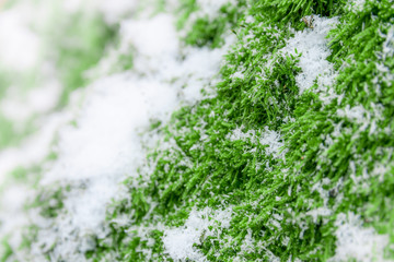 Green moss on a birch tree covered with snow, winter scene