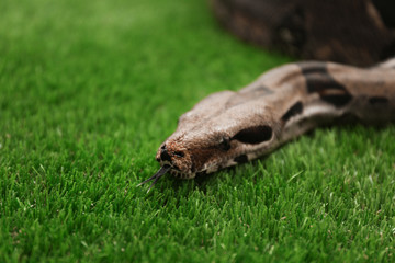 Brown boa constrictor on green grass outdoors