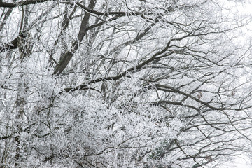 Snow on the tree branches. Winter View of trees covered with snow. The severity of the branches under the snow.