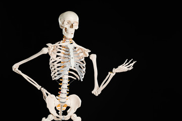 Artificial human skeleton model on black background
