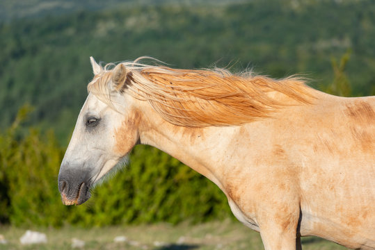 France.  Cheval beige en gros plan. Beige horse close up.