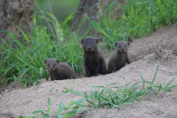 Dwarf Mongoose Kruger National Park