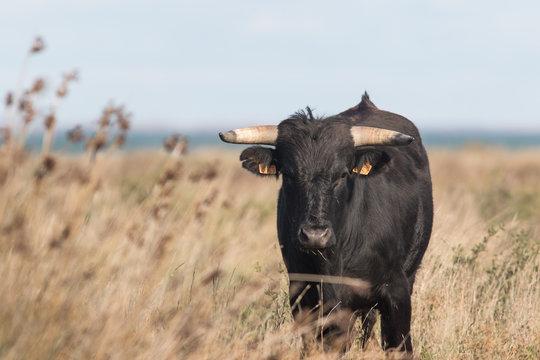 taureau en Camargue