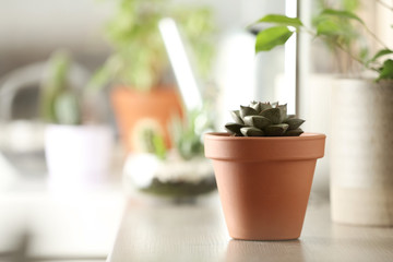 Beautiful Echeveria plant on wooden table at home. Space for text