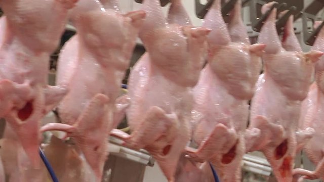 Technological line for primary processing of poultry, chicken carcasses. In the processing plant (cooling) of poultry carcasses in the meat processing plant. Meat processing. 
