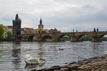 Obraz premium Goose at the riverside of Vltava river with Charles Bridge (Karlův most) and Old Town Bridge Tower (Staroměstská mostecká věž) at the background, in Prague, Czech Republic