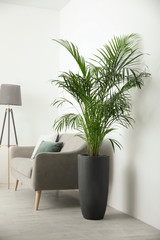 Beautiful potted palm in modern living room