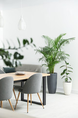 Beautiful potted plants in modern living room