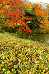 笹と紅葉