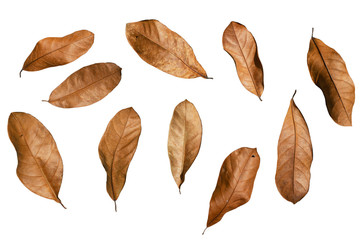 Many​ Brown dry leaves in​ variety of shapes.​ In the autumn season.​ On a white...