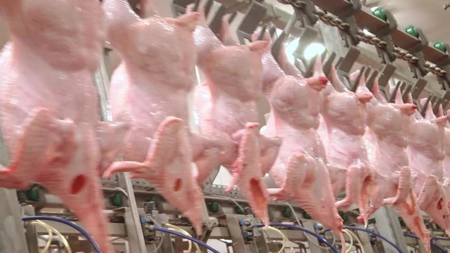 Technological line for primary processing of poultry, chicken carcasses. In the processing plant (cooling) of poultry carcasses in the meat processing plant. Meat processing. 