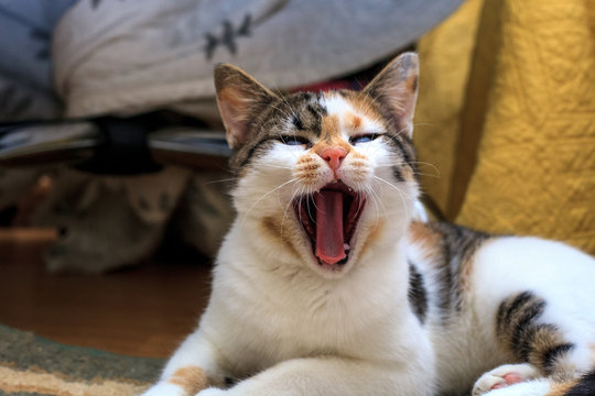 Calico kitten yawning