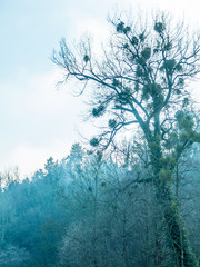Misteln auf baum im Winter