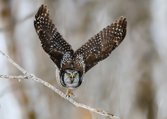 Northern Hawk Owl Takes Off From the Tree Branch 