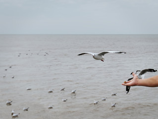 Fototapeta na wymiar Hand Feeding Flying Seagulls with Bread Against Sea
