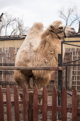 Yellow camel in the zoo corral