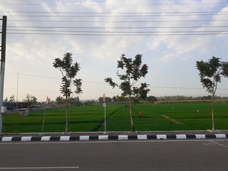 rice field view near the highway in the afternoon
