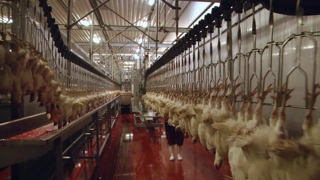 Equipment for high-frequency stunning birds, a bathroom for bleeding birds. Equipment for poultry processing. the poultry processing in food industry. 