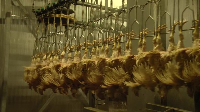 Equipment for poultry processing. the poultry processing in food industry. Perosemny or peroschipalny equipment for the production of poultry poultry.