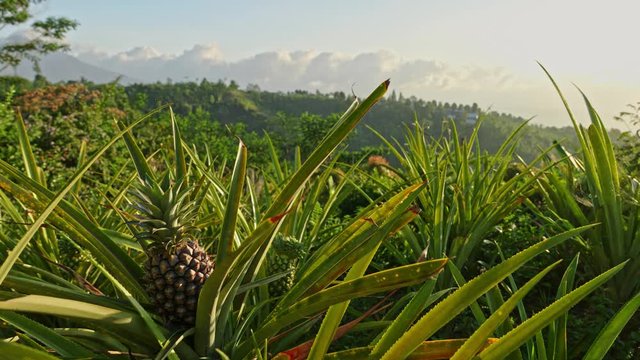 Pineapple growing on a farm