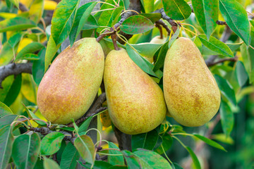 ripe juicy pears hang on a tree branch in the garden. Copy space, harvest concept
