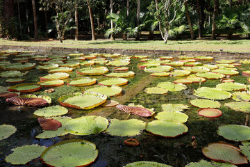 Sir Seewoosagur Ramgoolam Botanical Garden, Mauritius, Indian Ocean