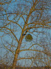 Misteln auf baum im Winter