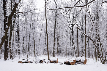 Forest trees are abundantly covered with fluffy snow in cloudy weather.
