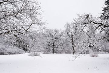 Obraz premium Forest trees are abundantly covered with fluffy snow in cloudy weather.