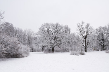 Forest trees are abundantly covered with fluffy snow in cloudy weather.