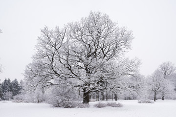 Forest trees are abundantly covered with fluffy snow in cloudy weather.