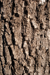 bark of a tree