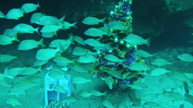 Christmas tree and a Bethlehem under the sea with a school of fish passing by. Atlantic Ocean, Gran Canaria, Spain