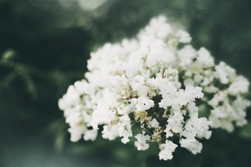 White Flower Crape Myrtles Lagerstroemia Indica
