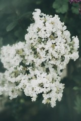 White Flower Crape Myrtles Lagerstroemia Indica