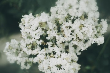 White Flower Crape Myrtles Lagerstroemia Indica