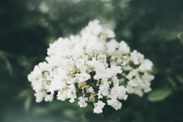 White Flower Crape Myrtles Lagerstroemia Indica
