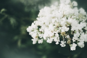 White Flower Crape Myrtles Lagerstroemia Indica