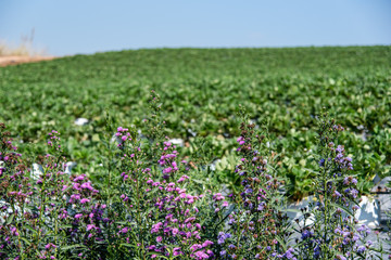 A small flower field in front of the strawberry farm