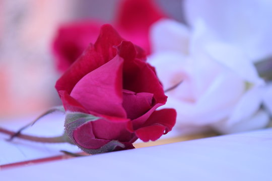 beautiful rose closeup hd images