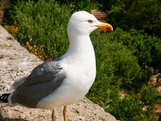 Gaviota