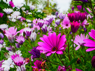 Obraz premium Flores Cantabria