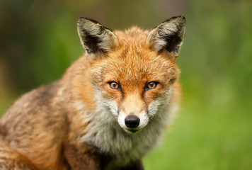 Close up of a cute red fox
