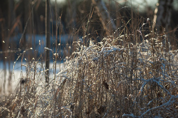 Abstract winter landscape with grass on a sunny day